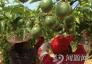 和平：百香果受农民青睐 种植面积过万亩